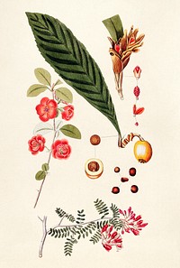 Antique illustration of floral mixed