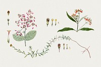 Antique illustration of floral mixed