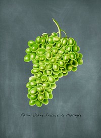 Antique illustration of raisin blane precoce de malingre