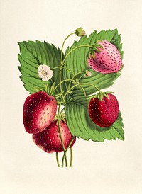Antique illustration of fraises