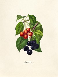 Antique illustration of cherries