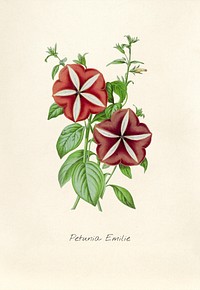 Antique illustration of petunia emilie