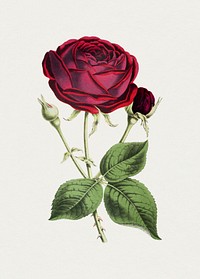 Antique illustration of rose prince noir