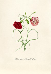 Antique illustration of dianthus caryophyllus