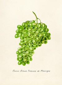 Antique illustration of raisin blane precoce de malingre
