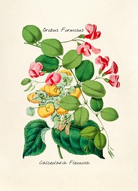 Antique illustration of orobus formosus