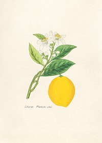 Antique illustration of citrus medica va