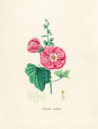 Antique illustration of alcea rosea