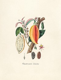 Antique illustration of theobroma cacao