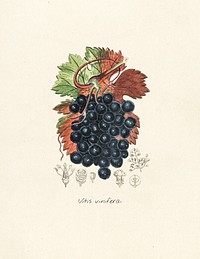Antique illustration of vitis vinifera