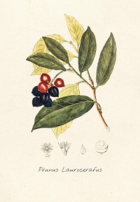 Antique illustration of prunus laurocerafus