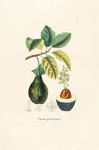 Antique illustration of pened gratissima