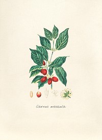 Antique illustration of carnus mascula