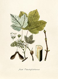 Antique illustration of acer pseudoplatanus