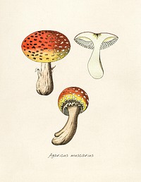 Antique illustration of agaricus muscarius