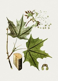 Antique watercolor drawing of acer saccharinum 