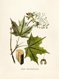 Antique watercolor drawing of acer saccharinum 