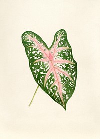 Antique watercolor drawing of leaves