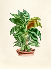 Antique watercolor drawing of plant