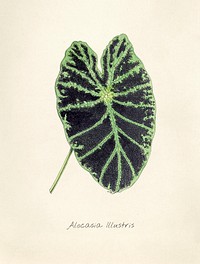 Antique watercolor drawing of alocasia illustris
