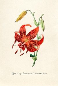 Antique watercolor drawing of tiger lily botanical illustration