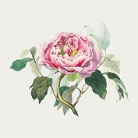 Antique watercolor drawing of flowers