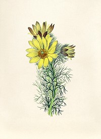 Antique watercolor drawing of adonis vernalis herbarium