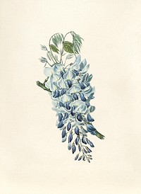Antique watercolor drawing of wisteria sinensis