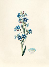 Antique illustration of anchusa azurea