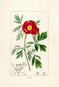 Antique illustration of Pivoine