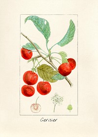 Antique illustration of Cerisier