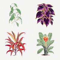 Hand drawn tropical plant design element set