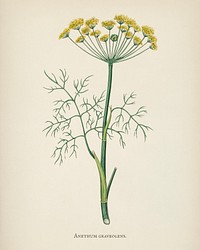 Dill (Anethum graveolens) illustration from Medical Botany (1836) by <a href="https://www.rawpixel.com/search/John%20Stephenson?&amp;page=1">John Stephenson</a> and <a href="https://www.rawpixel.com/search/James%20Morss%20Churchill?&amp;page=1">James Morss Churchill</a>.