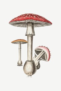 Vector botanical mushroom fungus illustration