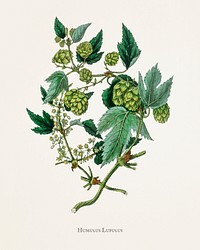 Hop (Humulus lupulus) illustration from Medical Botany (1836) by <a href="https://www.rawpixel.com/search/John%20Stephenson?&amp;page=1">John Stephenson</a> and <a href="https://www.rawpixel.com/search/James%20Morss%20Churchill?&amp;page=1">James Morss Churchill</a>.
