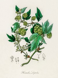 Hop (Humulus lupulus) illustration. Digitally enhanced from our own book, Medical Botany (1836) by John Stephenson and James Morss Churchill.
