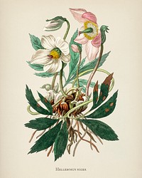 Christmas rose (Helleborus niger) illustration from Medical Botany (1836) by John Stephenson and James Morss Churchill.