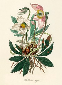 Christmas rose (Helleborus niger) illustration. Digitally enhanced from our own book, Medical Botany (1836) by John Stephenson and James Morss Churchill.