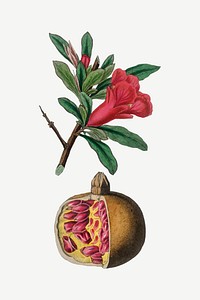 Medical botanical vector pomegranate plant illustration