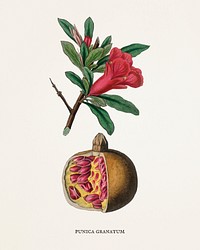 The pomegranate (Punica granatum)  illustration from Medical Botany (1836) by John Stephenson and James Morss Churchill.