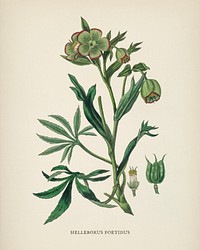 Stinking hellebore (Helleborus foetidus) illustration from Medical Botany (1836) by <a href="https://www.rawpixel.com/search/John%20Stephenson?&amp;page=1">John Stephenson</a> and <a href="https://www.rawpixel.com/search/James%20Morss%20Churchill?&amp;page=1">James Morss Churchill</a>.