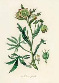 Stinking hellebore (Helleborus foetidus) illustration. Digitally enhanced from our own book, Medical Botany (1836) by John Stephenson and James Morss Churchill.