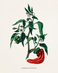 Sweet and chili peppers (Capsicum annuum) illustration from Medical Botany (1836) by <a href="https://www.rawpixel.com/search/John%20Stephenson?&amp;page=1">John Stephenson</a> and <a href="https://www.rawpixel.com/search/James%20Morss%20Churchill?&amp;page=1">James Morss Churchill</a>.