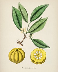 Antique illustration of garcinia cambogia from Medical Botany (1836)