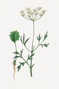 Botanical aniseed psd vintage plant sketch
