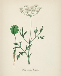 Aniseed (Pimpinella anisum) illustration from Medical Botany (1836) by <a href="https://www.rawpixel.com/search/John%20Stephenson?&amp;page=1">John Stephenson</a> and <a href="https://www.rawpixel.com/search/James%20Morss%20Churchill?&amp;page=1">James Morss Churchill</a>.