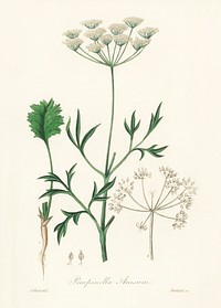 Aniseed (Pimpinella anisum) illustration. Digitally enhanced from our own book, Medical Botany (1836) by John Stephenson and James Morss Churchill.