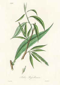 Salix rufselliana illustration. Digitally enhanced from our own book, Medical Botany (1836) by John Stephenson and James Morss Churchill.