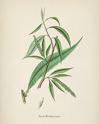 Salix rufselliana illustration from Medical Botany (1836) by <a href="https://www.rawpixel.com/search/John%20Stephenson?&amp;page=1">John Stephenson</a> and <a href="https://www.rawpixel.com/search/James%20Morss%20Churchill?&amp;page=1">James Morss Churchill</a>.