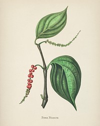 Black pepper (Piper nigrum) illustration from Medical Botany (1836) by John Stephenson and James Morss Churchill.